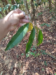 Ardisia sanguinolenta