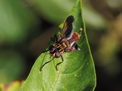 Trichopoda pictipennis