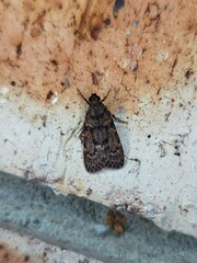 Mimaglossa nauplialis