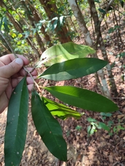 Ardisia sanguinolenta