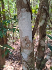 Ardisia sanguinolenta
