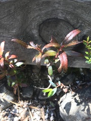 Gaultheria hispida