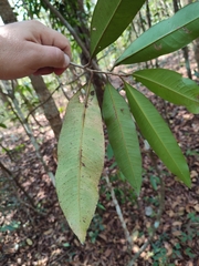 Ardisia sanguinolenta