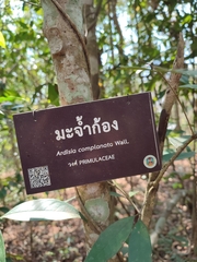 Ardisia sanguinolenta