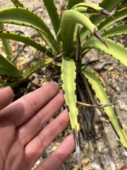 Agave datylio