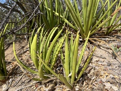 Agave datylio