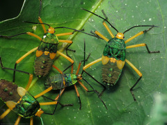 Paryphes