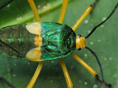 Paryphes