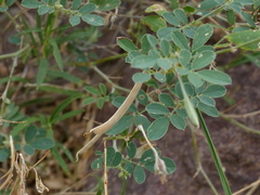 Tephrosia uniflora petrosa