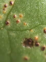 Puccinia hydrocotyles