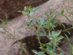 Tephrosia uniflora petrosa