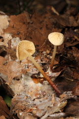Marasmius delectans