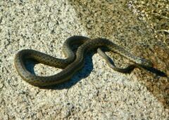 Thamnophis couchii