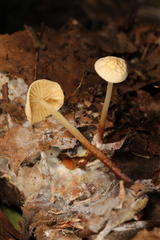 Marasmius delectans