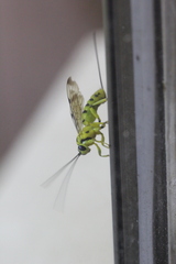 Xanthopimpla rhopaloceros