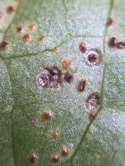 Puccinia hydrocotyles
