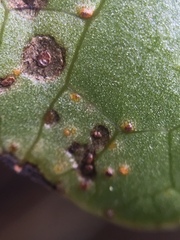 Puccinia hydrocotyles