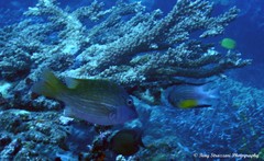 Lethrinus erythracanthus