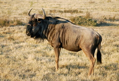 Connochaetes taurinus