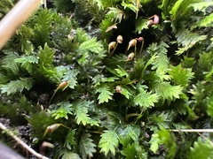 Fissidens osmundioides