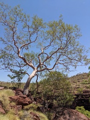 Corymbia aspera