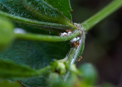 Wasmannia auropunctata