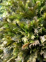 Fissidens osmundioides
