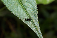 Camponotus sexguttatus