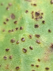 Puccinia hydrocotyles