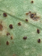 Puccinia hydrocotyles