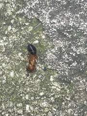 Camponotus decipiens