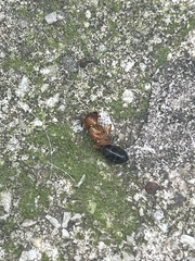 Camponotus decipiens