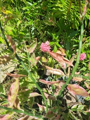 Euphorbia tithymaloides