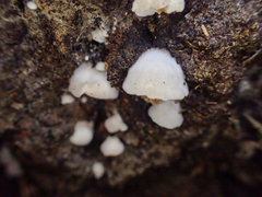 Clitopilus hobsonii