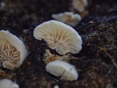 Clitopilus hobsonii
