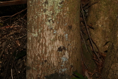 Schizomeria ovata