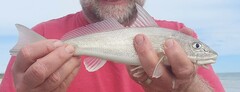 Menticirrhus americanus