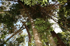 Schizomeria ovata