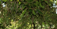 Schizomeria ovata