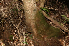 Schizomeria ovata
