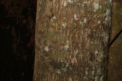 Schizomeria ovata
