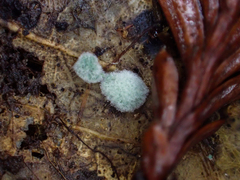 Trichoderma viride