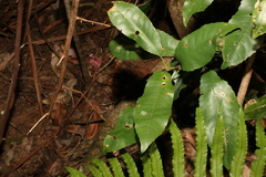 Schizomeria ovata