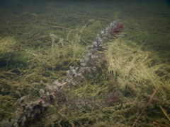 Myriophyllum sibiricum