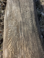 Scolytus