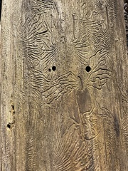 Scolytus