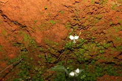 Aneilema acuminatum