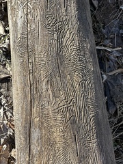 Scolytus
