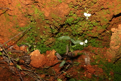 Aneilema acuminatum
