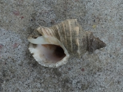 Rapaninae